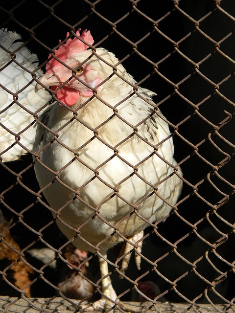 篮板球在比 篮板球在比